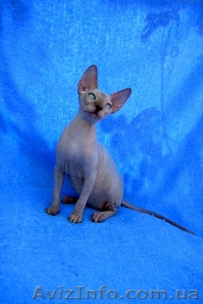 Котята Канадского сфинкса!!! - <ro>Изображение</ro><ru>Изображение</ru> #4, <ru>Объявление</ru> #65559