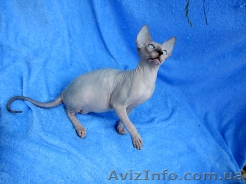 Котята Канадского сфинкса!!! - <ro>Изображение</ro><ru>Изображение</ru> #3, <ru>Объявление</ru> #65559