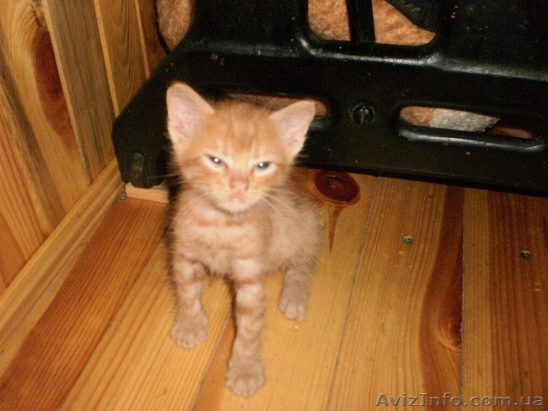 РАЗДАЮ КОТЯТ. 5 рыжиж мальчиков и одна черная кошечка. Прелесть какие милые. - <ro>Изображение</ro><ru>Изображение</ru> #2, <ru>Объявление</ru> #67356
