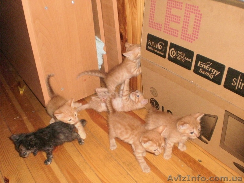 РАЗДАЮ КОТЯТ. 5 рыжиж мальчиков и одна черная кошечка. Прелесть какие милые. - <ro>Изображение</ro><ru>Изображение</ru> #1, <ru>Объявление</ru> #67356