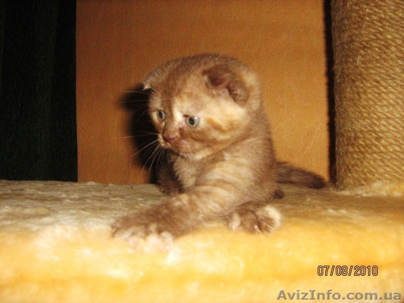 Шотландских котят - <ro>Изображение</ro><ru>Изображение</ru> #3, <ru>Объявление</ru> #65255