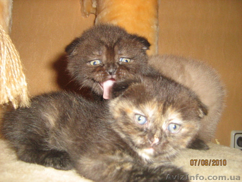Шотландских котят - <ro>Изображение</ro><ru>Изображение</ru> #4, <ru>Объявление</ru> #65255