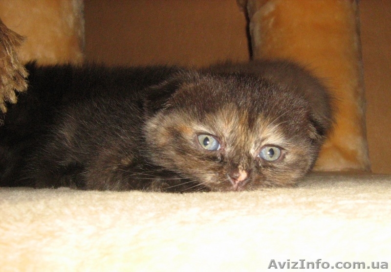 Шотландских котят - <ro>Изображение</ro><ru>Изображение</ru> #5, <ru>Объявление</ru> #65255