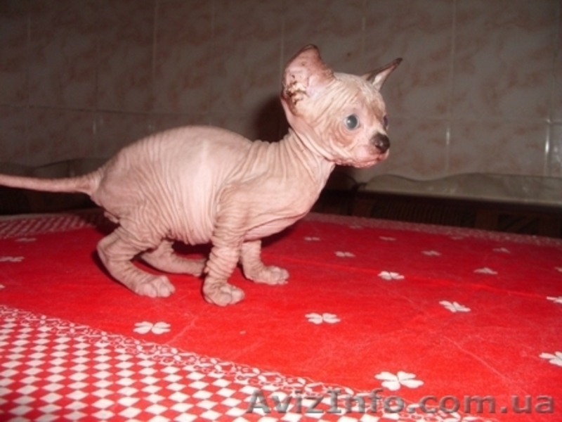 Котята Канадского сфинкса!!! - <ro>Изображение</ro><ru>Изображение</ru> #5, <ru>Объявление</ru> #65559