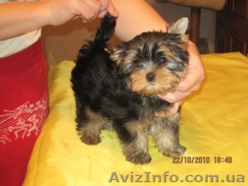Йоркширский терьер (Доставка) - <ro>Изображение</ro><ru>Изображение</ru> #3, <ru>Объявление</ru> #98410
