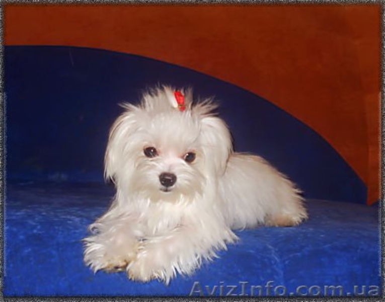 Мальтезе (Мальтийская болонка) - <ro>Изображение</ro><ru>Изображение</ru> #3, <ru>Объявление</ru> #94286
