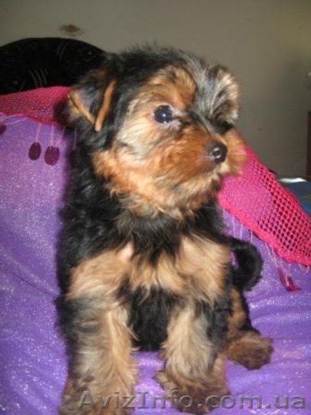 Йоркширский терьер Щенки,       - <ro>Изображение</ro><ru>Изображение</ru> #3, <ru>Объявление</ru> #91750