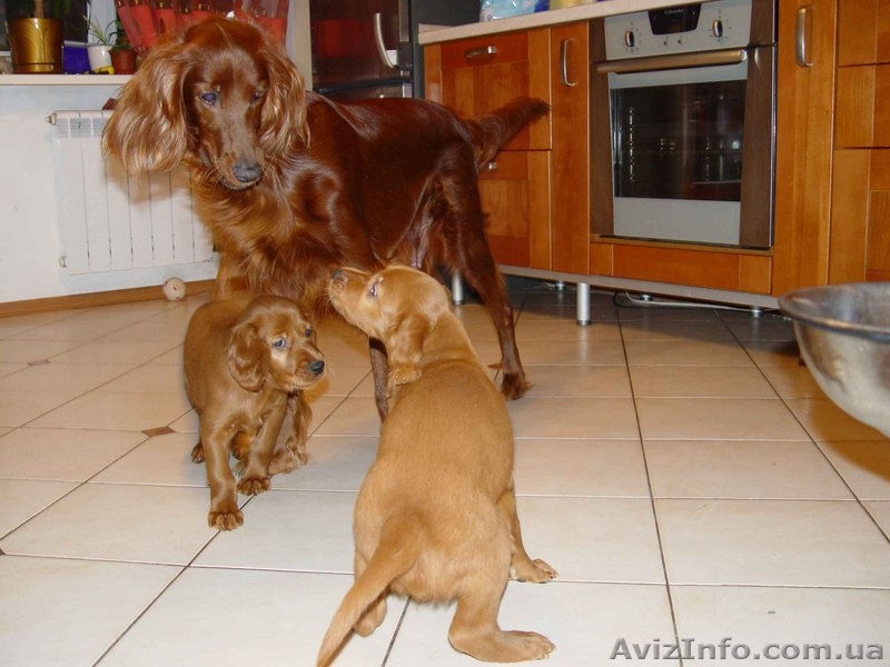 Милые щеночки ирландских сеттеров. - <ro>Изображение</ro><ru>Изображение</ru> #3, <ru>Объявление</ru> #101491