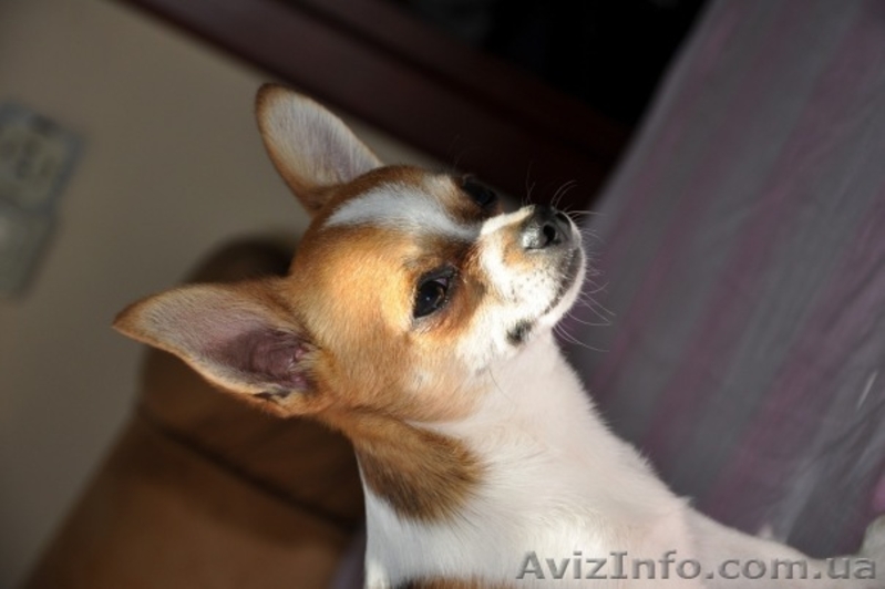 чихуа--хуа предлагаются - <ro>Изображение</ro><ru>Изображение</ru> #3, <ru>Объявление</ru> #102510