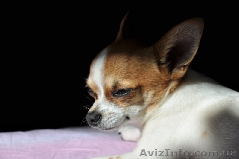 чихуа--хуа предлагаются - <ro>Изображение</ro><ru>Изображение</ru> #4, <ru>Объявление</ru> #102510