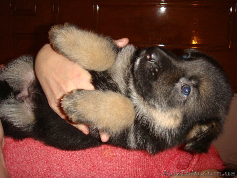 Щенки овчарки (немецкой) - <ro>Изображение</ro><ru>Изображение</ru> #3, <ru>Объявление</ru> #131454