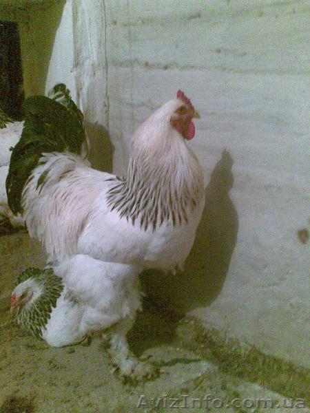 брама орпингтон - <ro>Изображение</ro><ru>Изображение</ru> #3, <ru>Объявление</ru> #107435