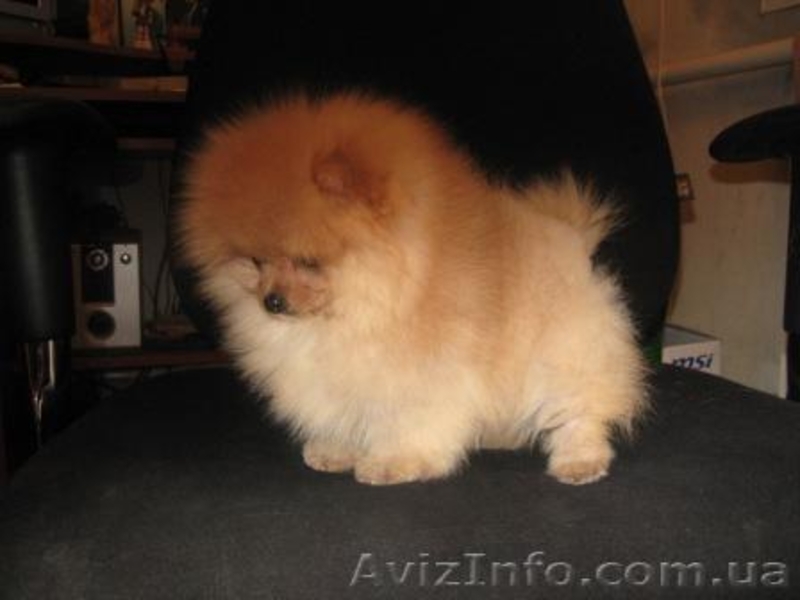 Щеночки Померанского Шпица., - <ro>Изображение</ro><ru>Изображение</ru> #3, <ru>Объявление</ru> #135160