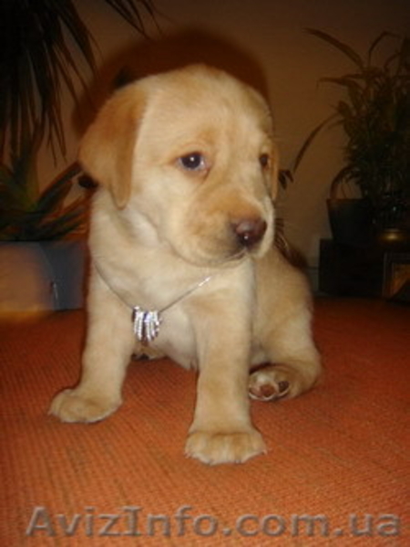 продам породистых щенков лабрадора ретривера - <ro>Изображение</ro><ru>Изображение</ru> #3, <ru>Объявление</ru> #124869