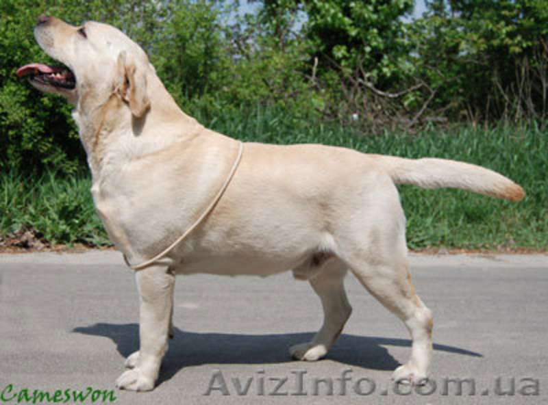 продам породистых щенков лабрадора ретривера - <ro>Изображение</ro><ru>Изображение</ru> #5, <ru>Объявление</ru> #124869