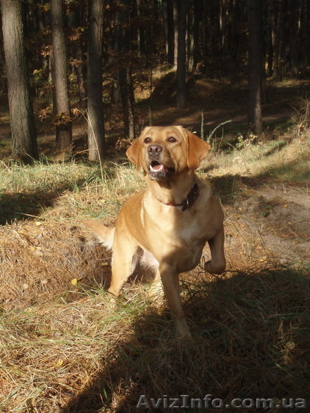 продам породистых щенков лабрадора ретривера - <ro>Изображение</ro><ru>Изображение</ru> #4, <ru>Объявление</ru> #124869