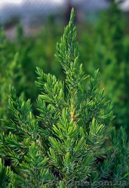 Декоративные культуры - <ro>Изображение</ro><ru>Изображение</ru> #4, <ru>Объявление</ru> #150678