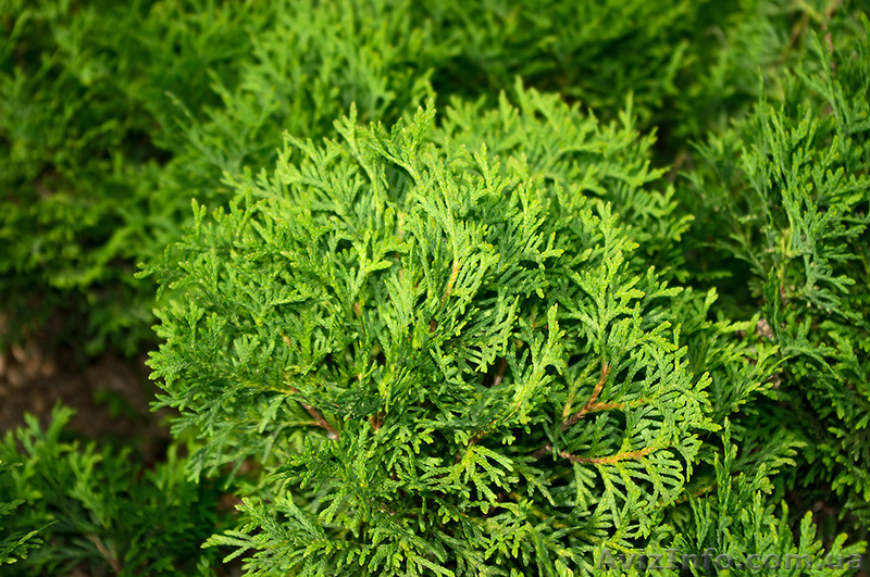 Декоративные культуры - <ro>Изображение</ro><ru>Изображение</ru> #3, <ru>Объявление</ru> #150678