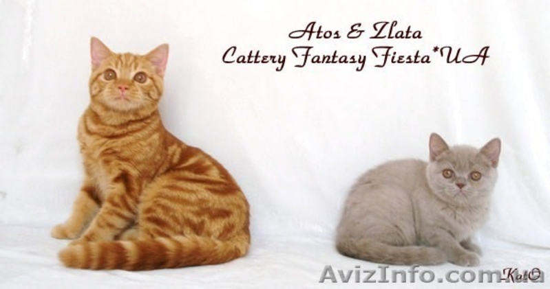 Британские котята питомник Fantasy Fiesta*UA - <ro>Изображение</ro><ru>Изображение</ru> #3, <ru>Объявление</ru> #144839