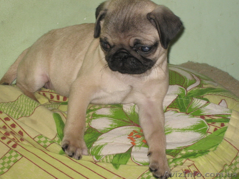 СРОЧНО ПРОДАМ ЩЕНКОВ МОПСА - <ro>Изображение</ro><ru>Изображение</ru> #3, <ru>Объявление</ru> #140285