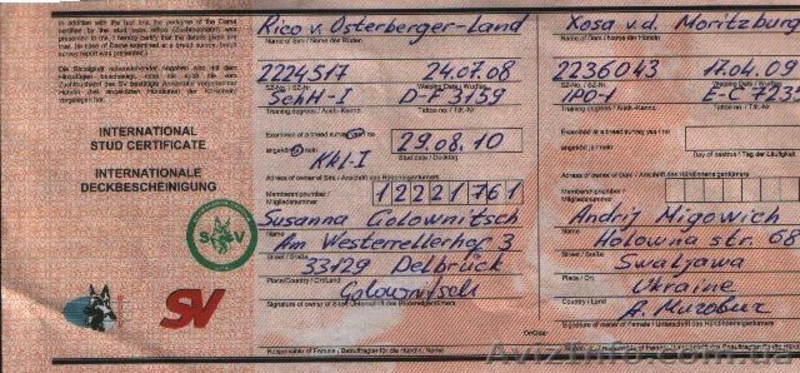 Продам щенка немецкой овчарки. - <ro>Изображение</ro><ru>Изображение</ru> #4, <ru>Объявление</ru> #139784