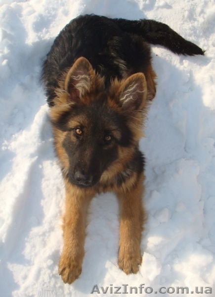Немецкая овчарка, ДЛИННОШЕРСТНАЯ - <ro>Изображение</ro><ru>Изображение</ru> #3, <ru>Объявление</ru> #155170