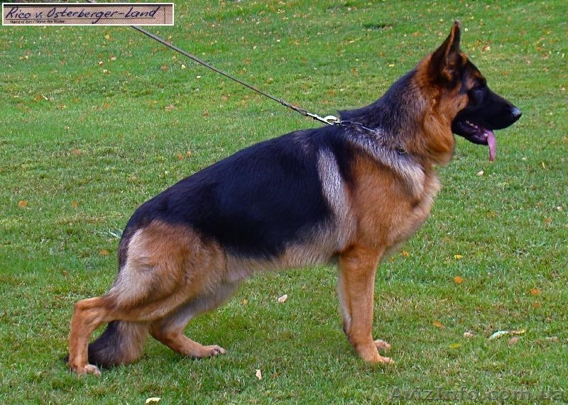 Продам щенка немецкой овчарки. - <ro>Изображение</ro><ru>Изображение</ru> #5, <ru>Объявление</ru> #139784