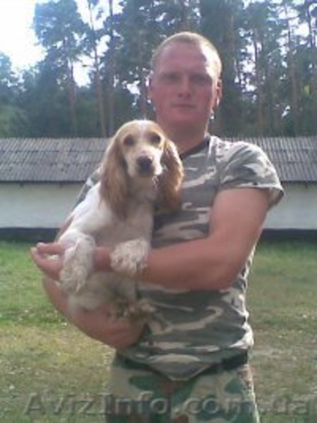 Продам щенка руского спаниля. - <ro>Изображение</ro><ru>Изображение</ru> #1, <ru>Объявление</ru> #167347