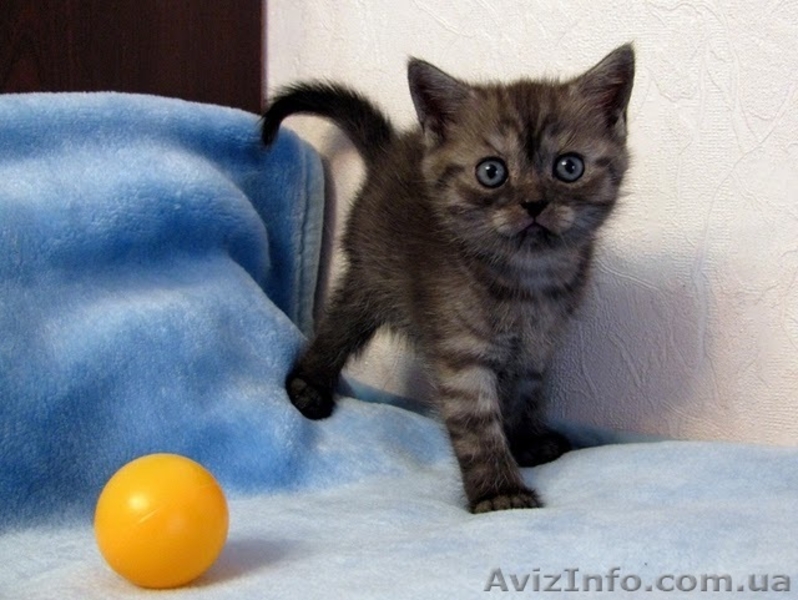 Питомник Snowberry -продаются очаровательные девочки скоттиш страйт - <ro>Изображение</ro><ru>Изображение</ru> #3, <ru>Объявление</ru> #181459