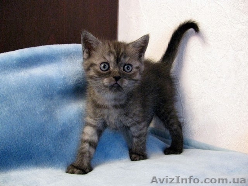 Питомник Snowberry -продаются очаровательные девочки скоттиш страйт - <ro>Изображение</ro><ru>Изображение</ru> #4, <ru>Объявление</ru> #181459