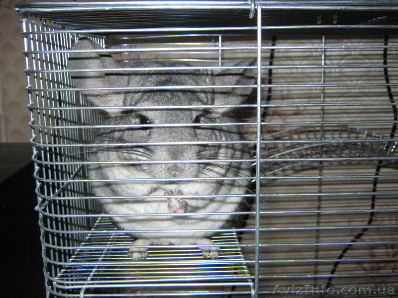 Шиншилла самочка - <ro>Изображение</ro><ru>Изображение</ru> #3, <ru>Объявление</ru> #167996