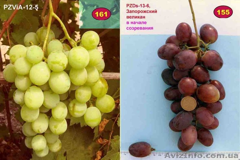 Передадим для предварительного изучения и испытания новые устойчивые г.ф. виногр - <ro>Изображение</ro><ru>Изображение</ru> #3, <ru>Объявление</ru> #193804