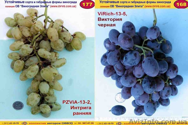 Передадим для предварительного изучения и испытания новые устойчивые г.ф. виногр - <ro>Изображение</ro><ru>Изображение</ru> #4, <ru>Объявление</ru> #193804