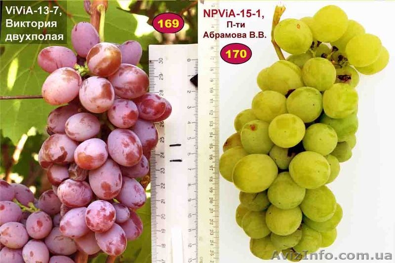 Передадим для предварительного изучения и испытания новые устойчивые г.ф. виногр - <ro>Изображение</ro><ru>Изображение</ru> #5, <ru>Объявление</ru> #193804