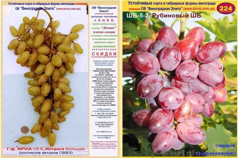 Передадим для предварительного изучения и испытания новые устойчивые г.ф. виногр - <ro>Изображение</ro><ru>Изображение</ru> #7, <ru>Объявление</ru> #193804