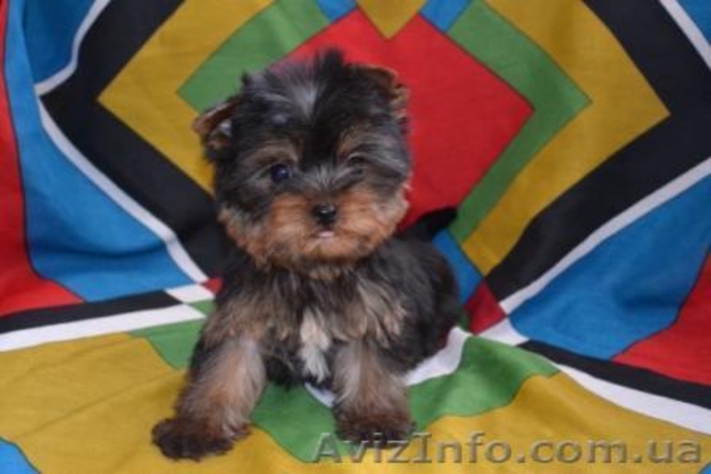 Йоркширский терьер, - <ro>Изображение</ro><ru>Изображение</ru> #3, <ru>Объявление</ru> #188250