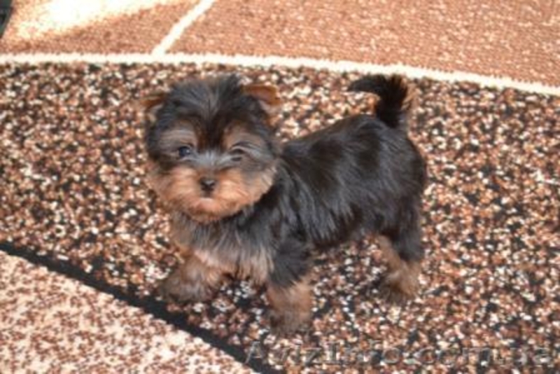 Йоркширский терьер, - <ro>Изображение</ro><ru>Изображение</ru> #4, <ru>Объявление</ru> #188250