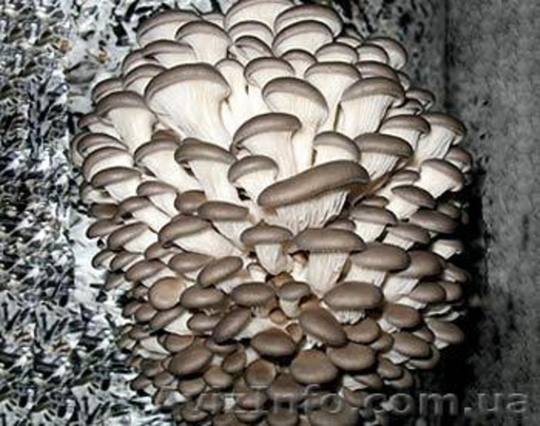 гриб \"вешенка\" ))) - <ro>Изображение</ro><ru>Изображение</ru> #3, <ru>Объявление</ru> #192414