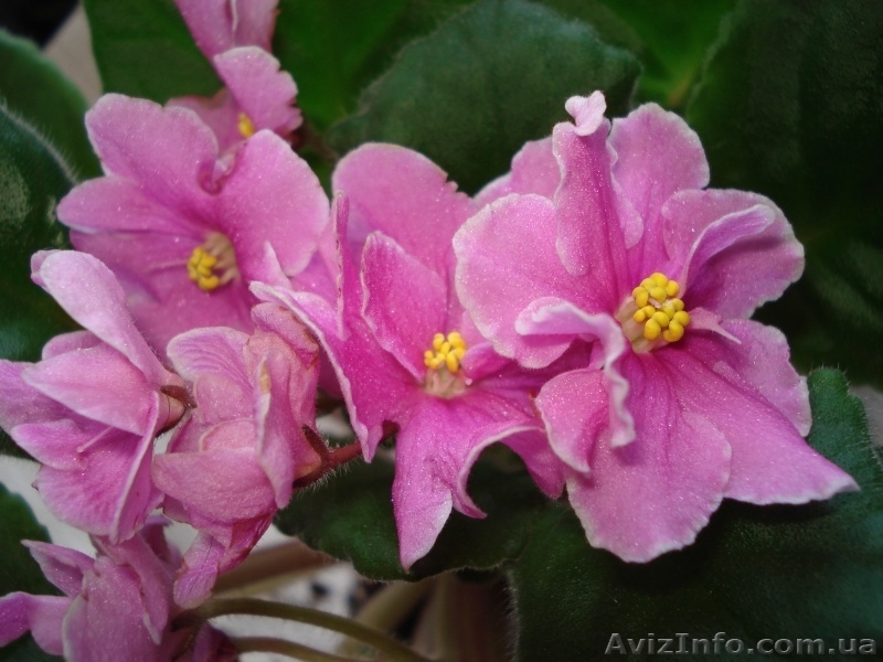 Фиалки цветущие 100 сортов - <ro>Изображение</ro><ru>Изображение</ru> #5, <ru>Объявление</ru> #197236