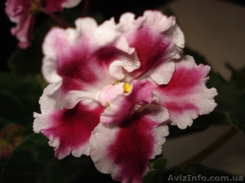 Фиалки цветущие 100 сортов - <ro>Изображение</ro><ru>Изображение</ru> #7, <ru>Объявление</ru> #197236