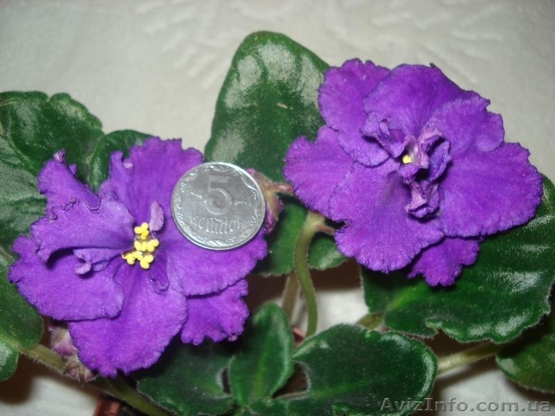 Фиалки цветущие 100 сортов - <ro>Изображение</ro><ru>Изображение</ru> #6, <ru>Объявление</ru> #197236