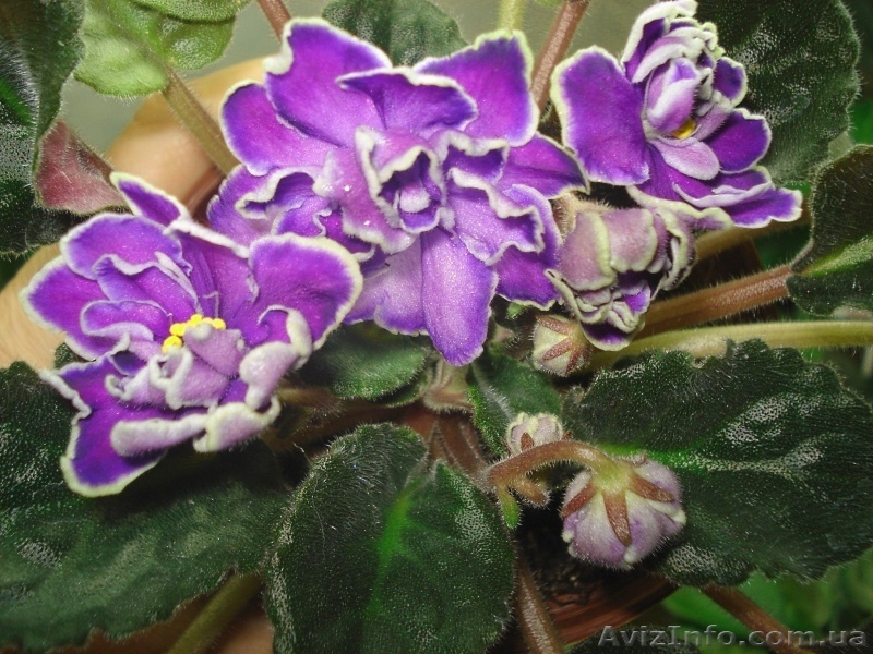 Только цветущие фиалки=100 сортов - <ro>Изображение</ro><ru>Изображение</ru> #3, <ru>Объявление</ru> #197292