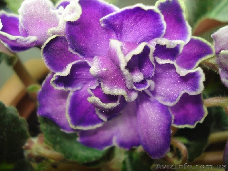 Фиалки цветущие 100 сортов - <ro>Изображение</ro><ru>Изображение</ru> #8, <ru>Объявление</ru> #197236
