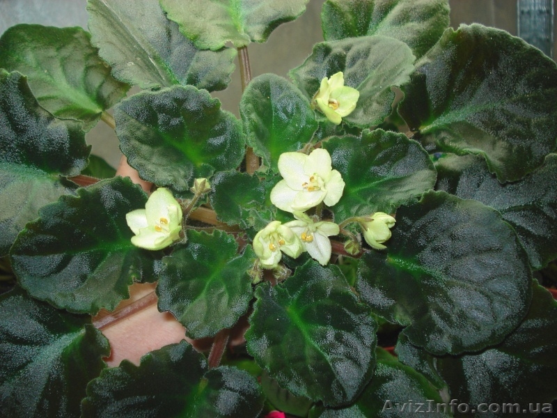 Только цветущие фиалки=100 сортов - <ro>Изображение</ro><ru>Изображение</ru> #5, <ru>Объявление</ru> #197292