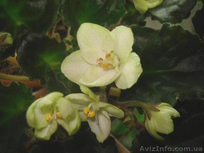 Фиалки цветущие 100 сортов - <ro>Изображение</ro><ru>Изображение</ru> #10, <ru>Объявление</ru> #197236