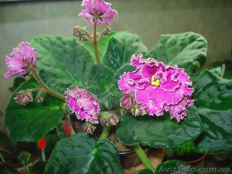 Только цветущие фиалки=100 сортов - <ro>Изображение</ro><ru>Изображение</ru> #4, <ru>Объявление</ru> #197292