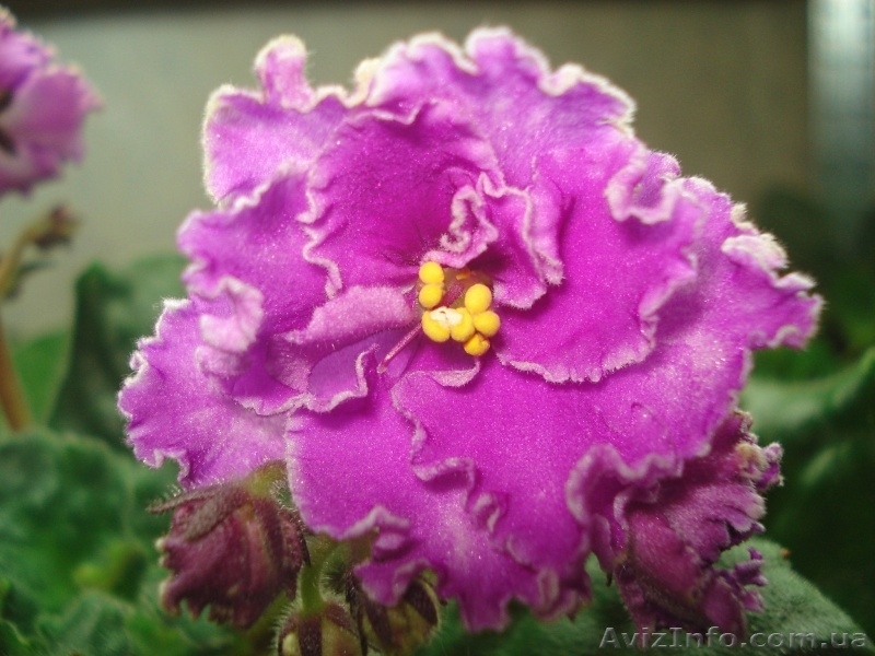 Фиалки цветущие 100 сортов - <ro>Изображение</ro><ru>Изображение</ru> #9, <ru>Объявление</ru> #197236