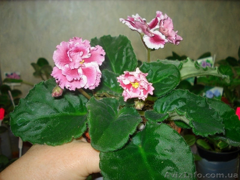 Только цветущие фиалки=100 сортов - <ro>Изображение</ro><ru>Изображение</ru> #6, <ru>Объявление</ru> #197292