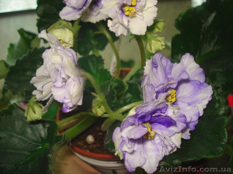 Только цветущие фиалки=100 сортов - <ro>Изображение</ro><ru>Изображение</ru> #7, <ru>Объявление</ru> #197292