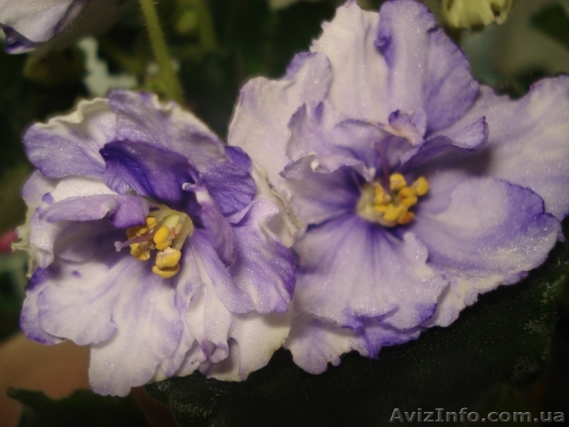 Фиалки цветущие 100 сортов - <ro>Изображение</ro><ru>Изображение</ru> #4, <ru>Объявление</ru> #197236